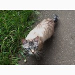 Пропал кот - метис тайской кошки