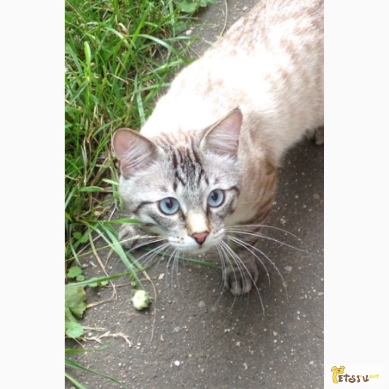 Фото 3. Пропал кот - метис тайской кошки