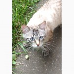 Пропал кот - метис тайской кошки