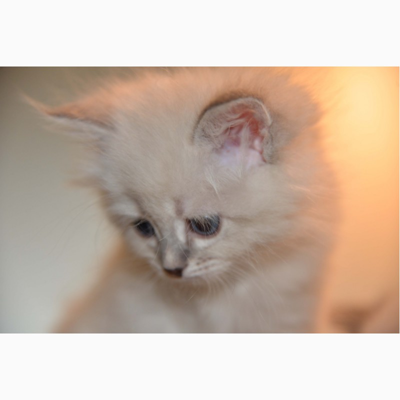 Фото 2. Продажа сибирских - невских маскарадных котят из питомника