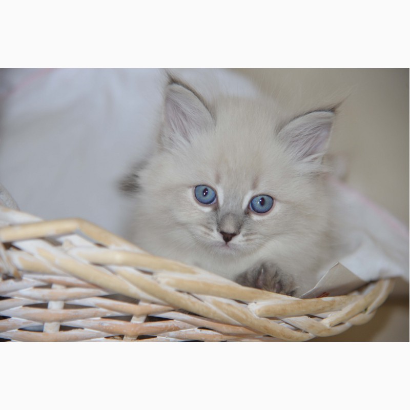 Фото 3. Продажа сибирских - невских маскарадных котят из питомника