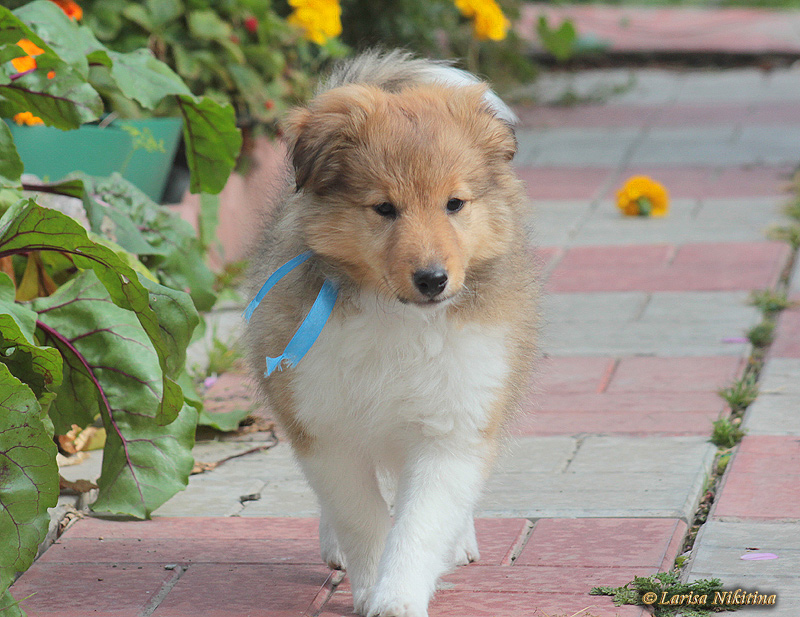 Фото 3. Продается щенок шелти - мальчик в Красноярске