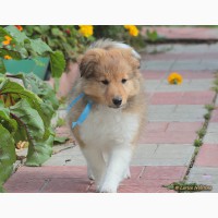Продается щенок шелти - мальчик в Красноярске