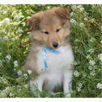 Продается щенок шелти - мальчик в Красноярске