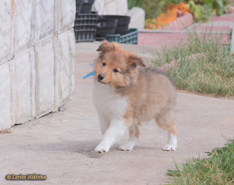 Фото 7. Продается щенок шелти - мальчик в Красноярске