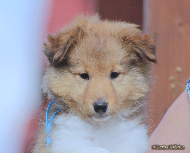 Фото 9. Продается щенок шелти - мальчик в Красноярске