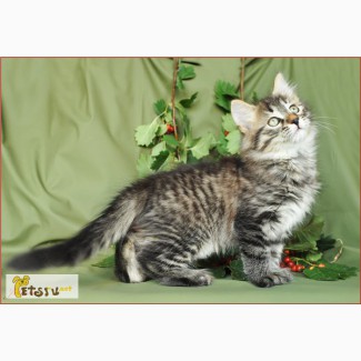 Сибирский котенок для ценителей диких окрасов