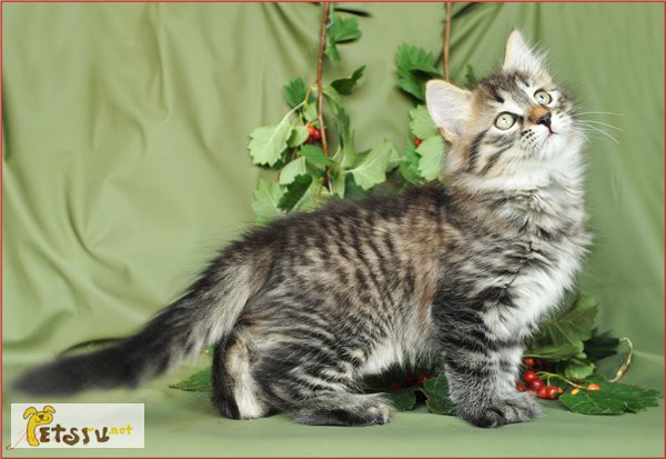 Фото 1/1. Сибирский котенок для ценителей диких окрасов