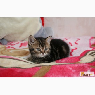 Британский черный мраморный котенок в Ростове-на-Дону