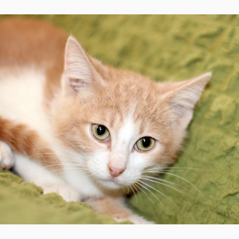 Фото 1/13. Маленький котенок Портос, рыжий позитив в дар
