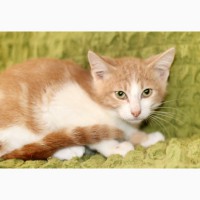 Маленький котенок Портос, рыжий позитив в дар