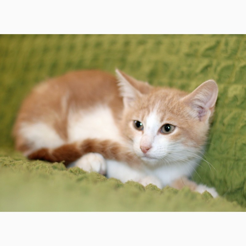 Фото 2/13. Маленький котенок Портос, рыжий позитив в дар