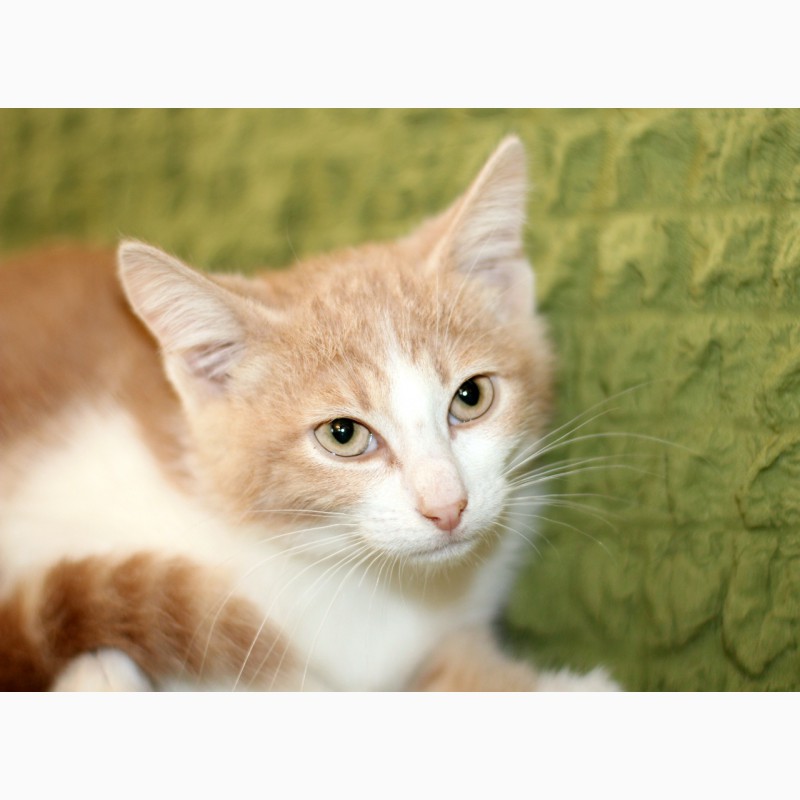 Фото 3/13. Маленький котенок Портос, рыжий позитив в дар