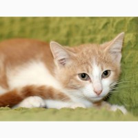 Маленький котенок Портос, рыжий позитив в дар