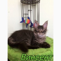 Мейн-Кун котенок Винсент