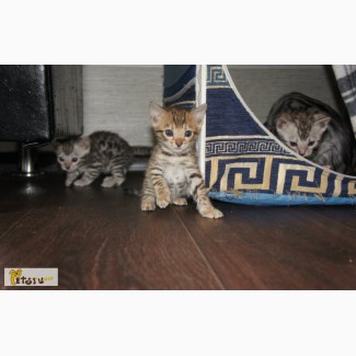 Бенгальские котята, две девочки и котик. в Комсомольске-на-Амуре