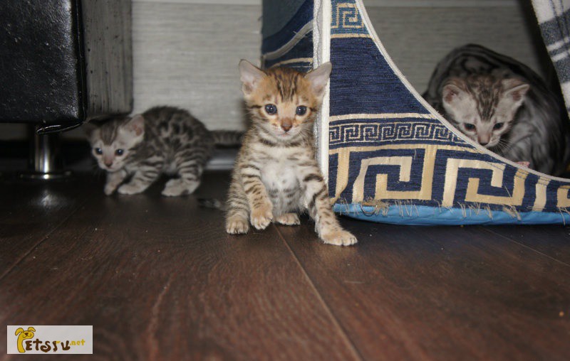 Фото 1/1. Бенгальские котята, две девочки и котик. в Комсомольске-на-Амуре