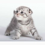 Продаю шотландских вислоухих котят от титулованных родителей с родословной