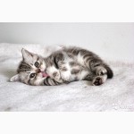 Продаю шотландских вислоухих котят от титулованных родителей с родословной