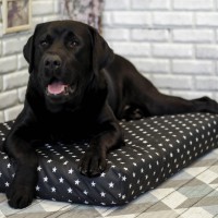 Лежак для собак - Чёрный с белыми звёздами