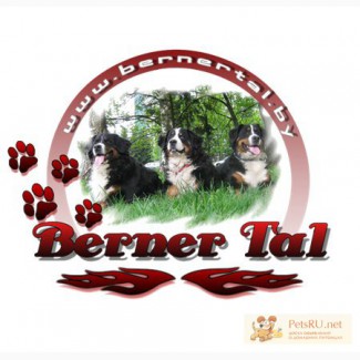 Питомник Бернских Зенненхундов Berner Tal предлагает щенков