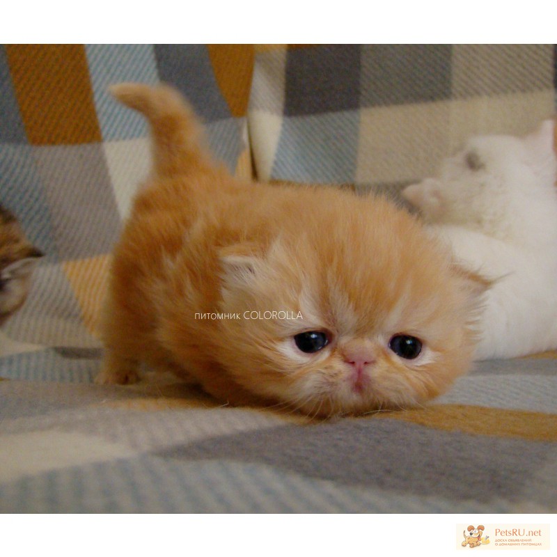 Фото 2/3. Экзотические и персидские котята питомника Colorolla