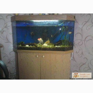 Угловой аквариум в Кемерово