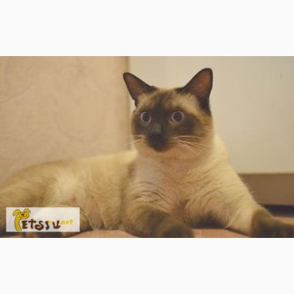 Тайский кот-красавец Василий ищет дом