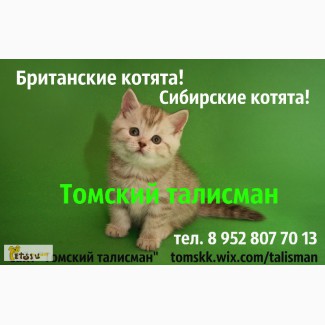 Британские котята с документами в Омске