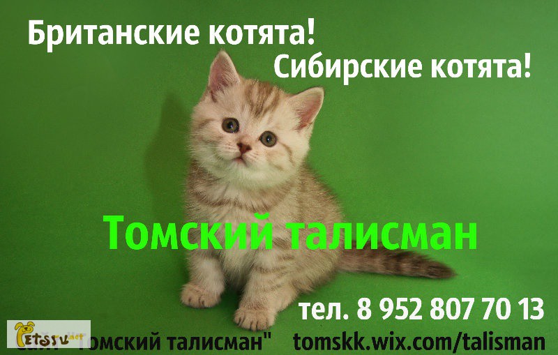 Фото 1/1. Британские котята с документами в Омске
