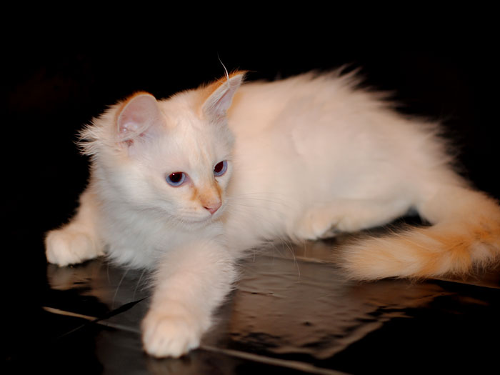 Сибирский котик редкого окраса