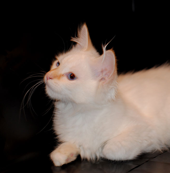 Фото 3. Сибирский котик редкого окраса
