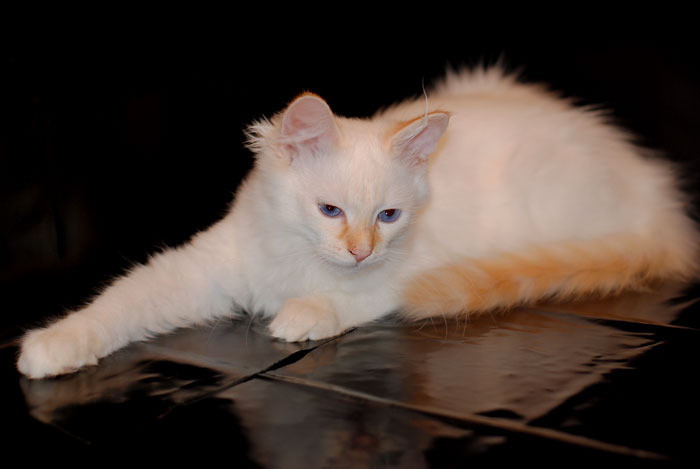 Фото 4. Сибирский котик редкого окраса