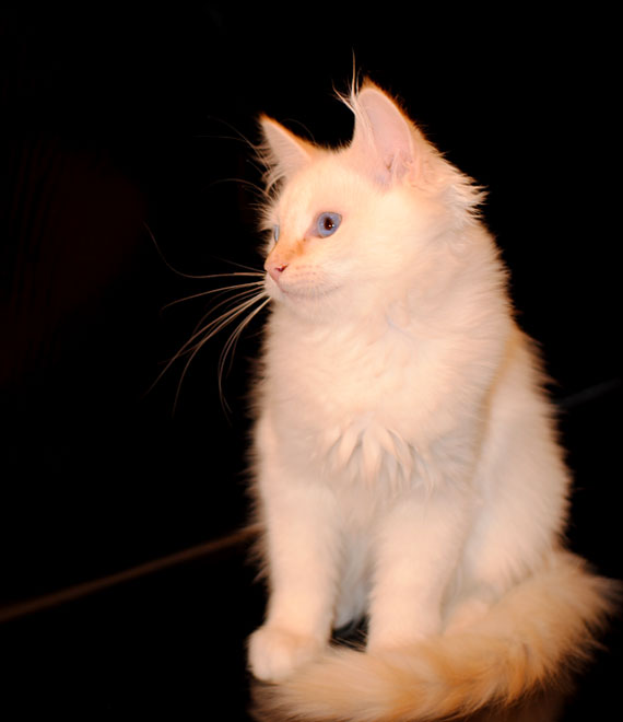 Фото 5. Сибирский котик редкого окраса