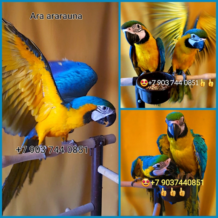 Фото 1/1. Птенцы выкормыши 4 мес. сине-жёлтый ара (ara ararauna) из питомника