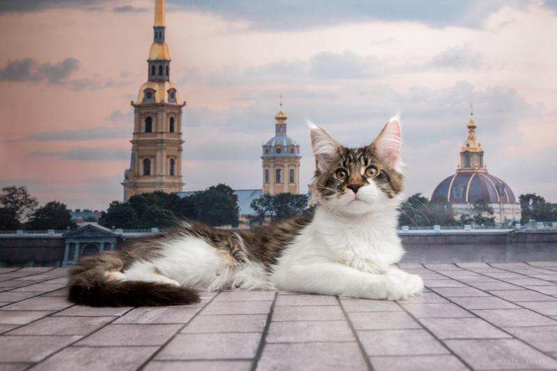 Фото 3/4. Котята мейн-куны, готовы к переезду. Санкт-Петербург