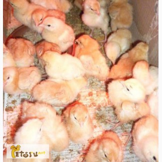 Цыплята породистых кур в Екатеринбурге