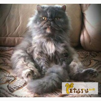 Персидская кошка в Саранске