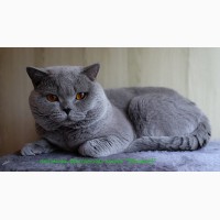 Британские короткошерстные котята питомник МИРАСИНЕЛЬ Mirasinel