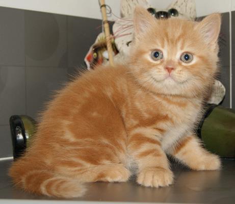 Фото 5. Британские короткошерстные котята питомник МИРАСИНЕЛЬ Mirasinel