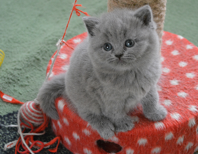 Фото 6. Британские короткошерстные котята питомник МИРАСИНЕЛЬ Mirasinel