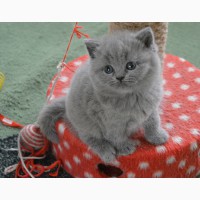 Британские короткошерстные котята питомник МИРАСИНЕЛЬ Mirasinel