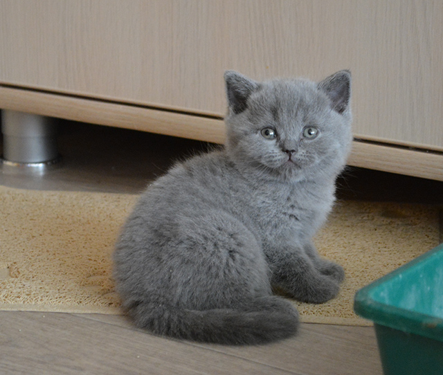 Фото 7. Британские короткошерстные котята питомник МИРАСИНЕЛЬ Mirasinel