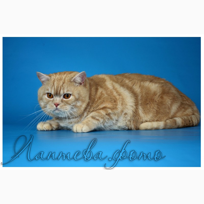 Фото 9. Британские короткошерстные котята питомник МИРАСИНЕЛЬ Mirasinel