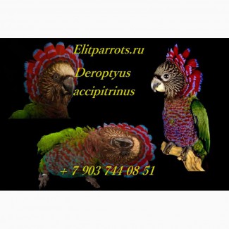 Веерный попугай (Deroptyus accipitrinus) - птенцы выкормыши из питомников Европы