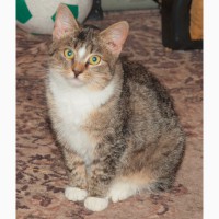Шотландский котенок (метис) Чика, яркий браун табби с белым, 7 месяцев