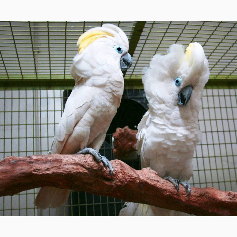 Фото 2. Синеочковый какаду (Cacatua ophthalmica) ручные птенцы из питомника