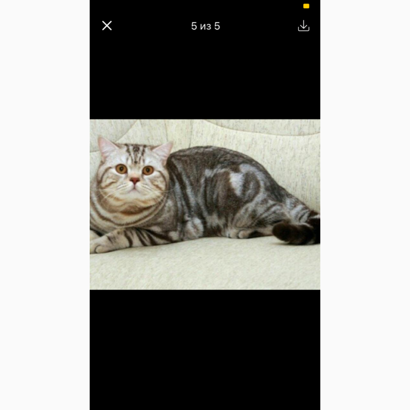 Фото 9. Продам шотландских вислоухих котят