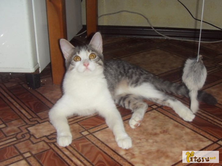Фото 2. Забавная котенка Кузьминична в добрые руки