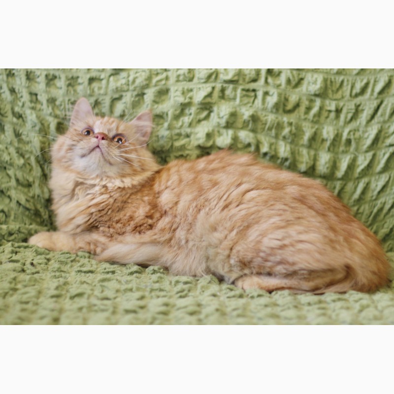Фото 3/6. Рыжая солнечная котенок Злата в дар